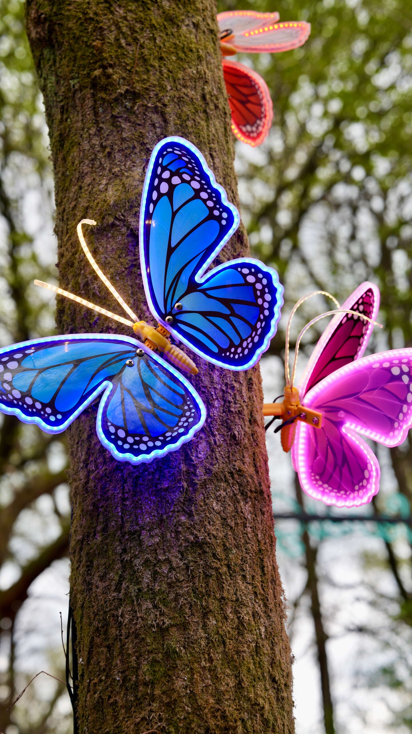 Growth, Confidence and New Beginnings for International Students in Canterbury Colourful butterflies symbolising personal growth, confidence, and transition for international students studying in Canterbury